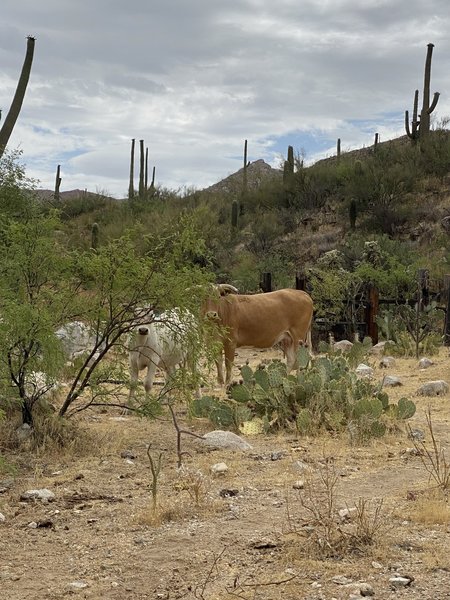 Curious cows at the end of the trail