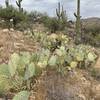 Prickly pear by the side of the trail