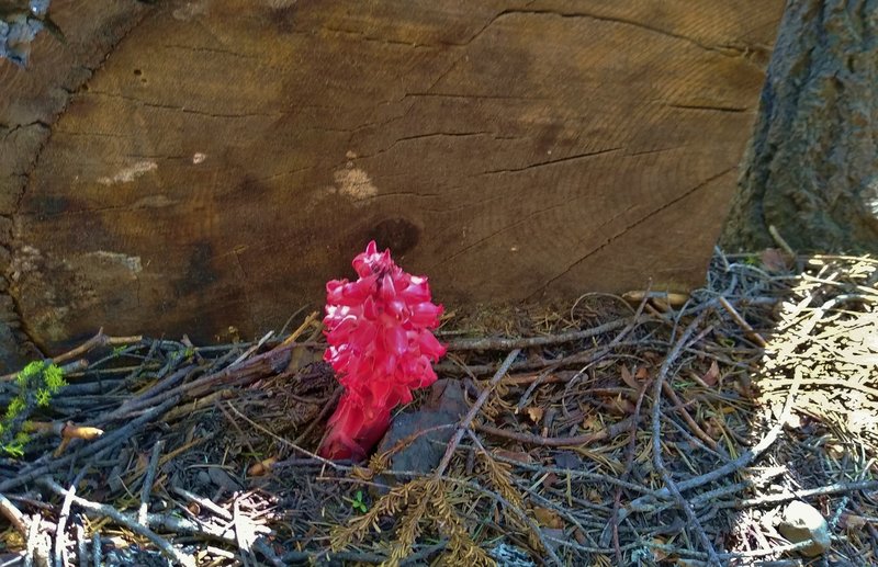 A snow flower along Kings Creek Trail deep in the Lassen Volcanic National Park backcountry, July 1.