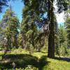 The beautiful, sunlit fir forest with Bench Lake Trail running through it, deep in the Lassen Volcanic National Park backcountry.