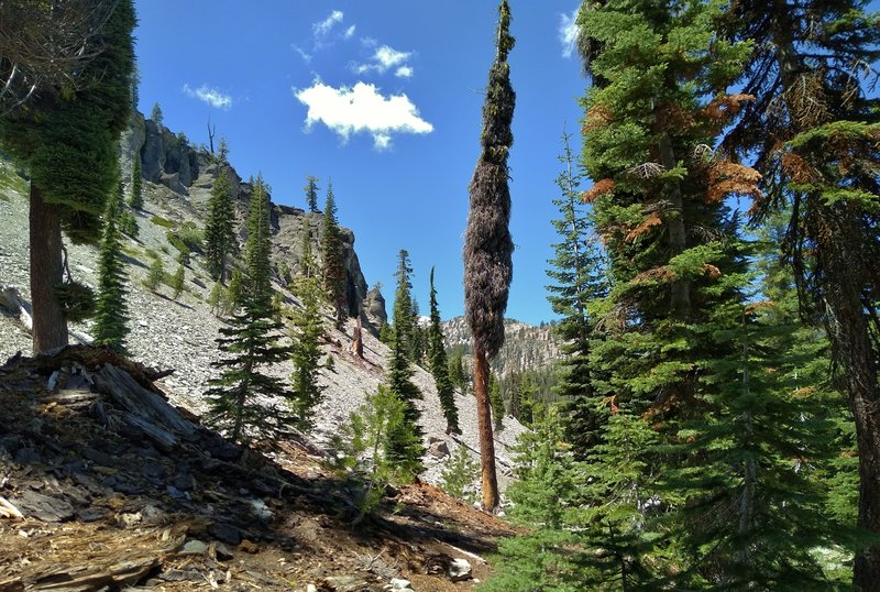 Cliffs rise above this stretch of Bench Lake Trail as it runs through rocks that came down off the cliffs over the years.