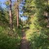 Lush forest on the lower portion of the trail.