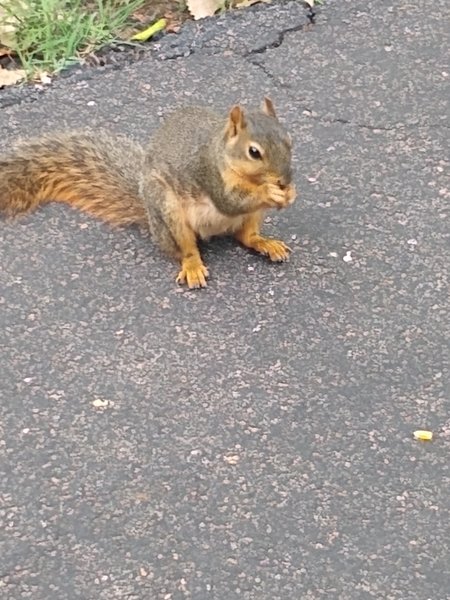 Enjoying the squirrels