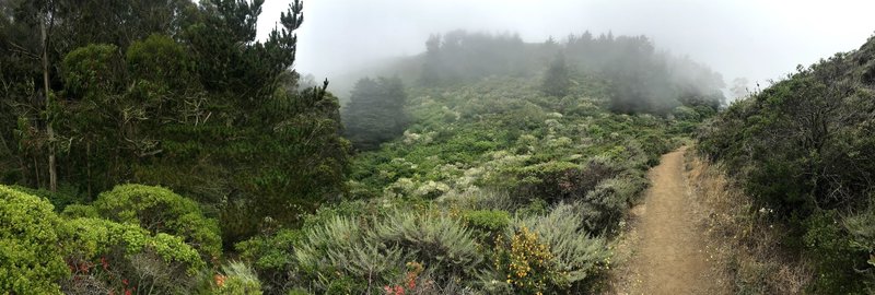 Fog on the trail.