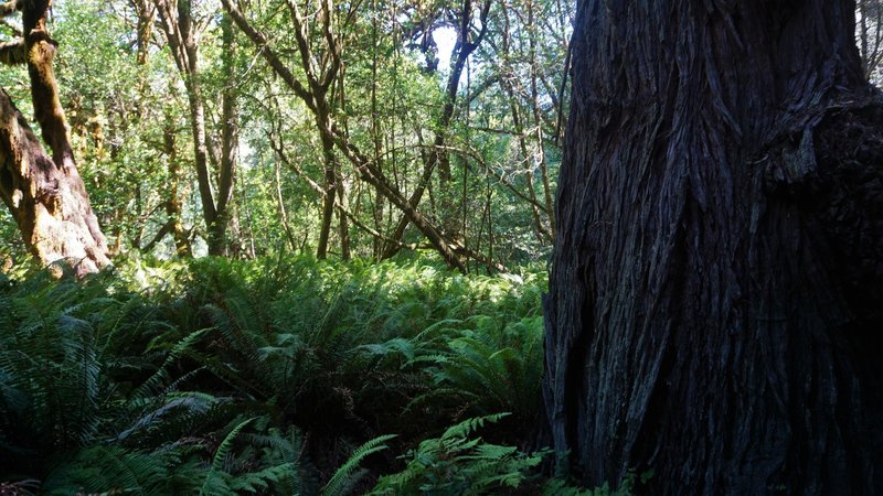 A giant redwood at the border of the Tall Trees Grove.