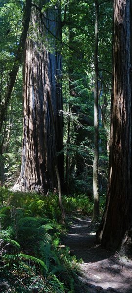 Redwoods along the Tall Trees Grove Trail.