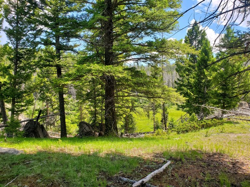 Looking through the trees to the "Beaver Ponds".