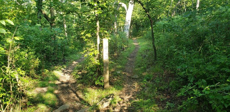 Peel off the Oxen Mill Trail to jump on the Hayes Trail here.