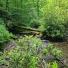 Found the creek on Deep Creek Trail.