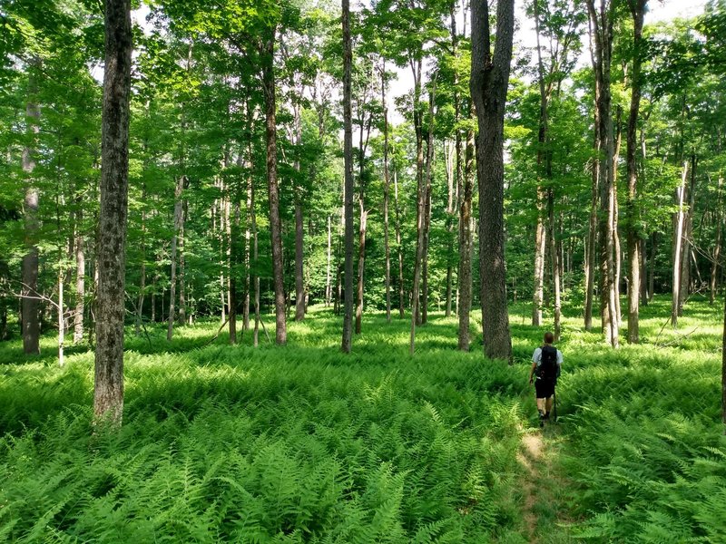 No expansive vistas on this trail, but lots of beautiful forests and clearings.