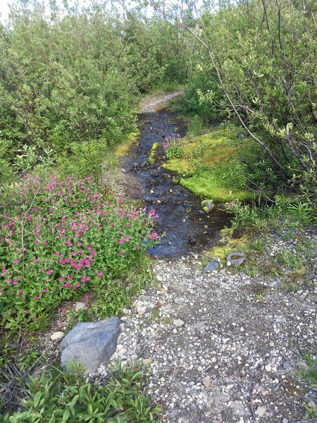 Oasis from an underground spring