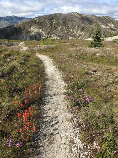 Flowers lining the trail