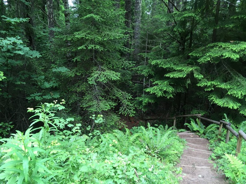 Down into the forest...