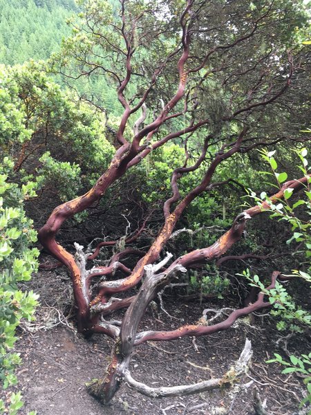 Craggly tree, bush?