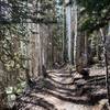 Running Through The Trees on the Mid Mountain Trail