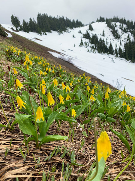 Some avalanche lilies and late snow in early July