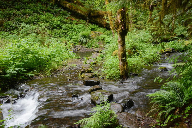 Well placed stepping stones make crossing Pup Creek easy