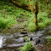 Well placed stepping stones make crossing Pup Creek easy