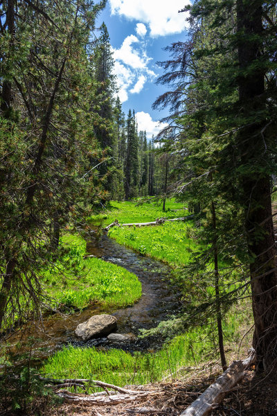 Grassy Creek winds through the meadow