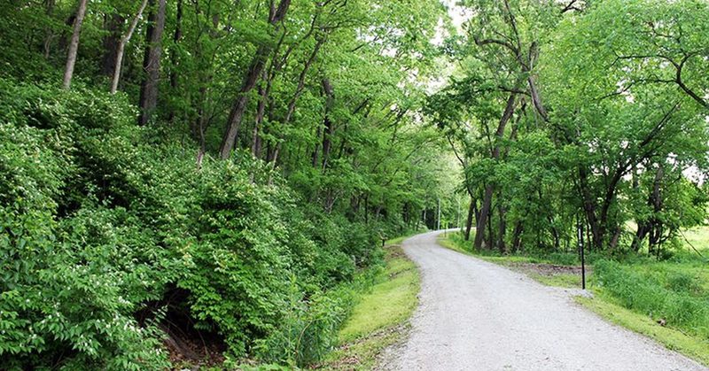 West alignment of loop trail, looking Eastward.  Divides wetlands and bottom land woods habitat, on the left.