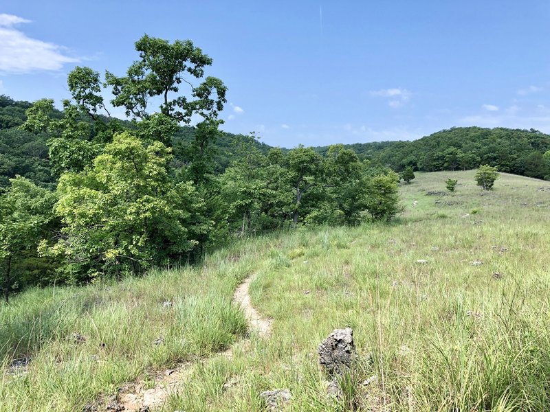 Singletrack across the glade