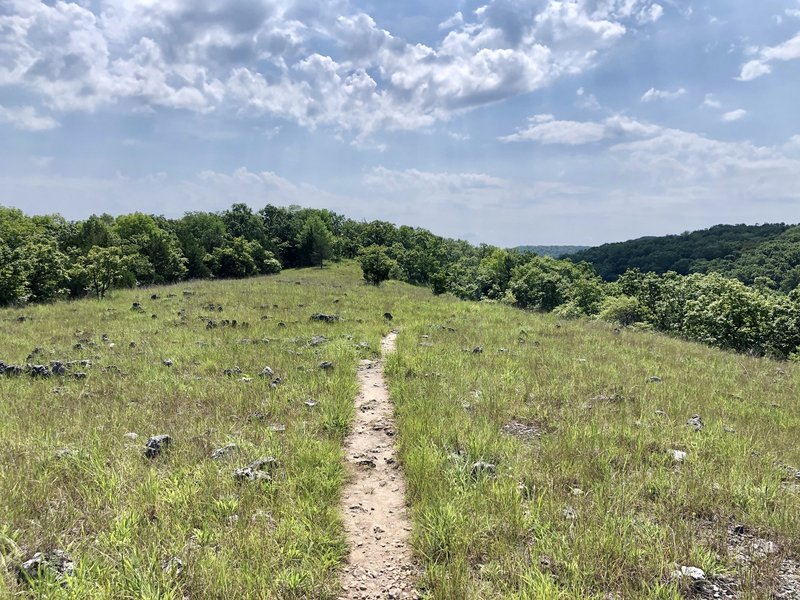 Technical singletrack across the glade.