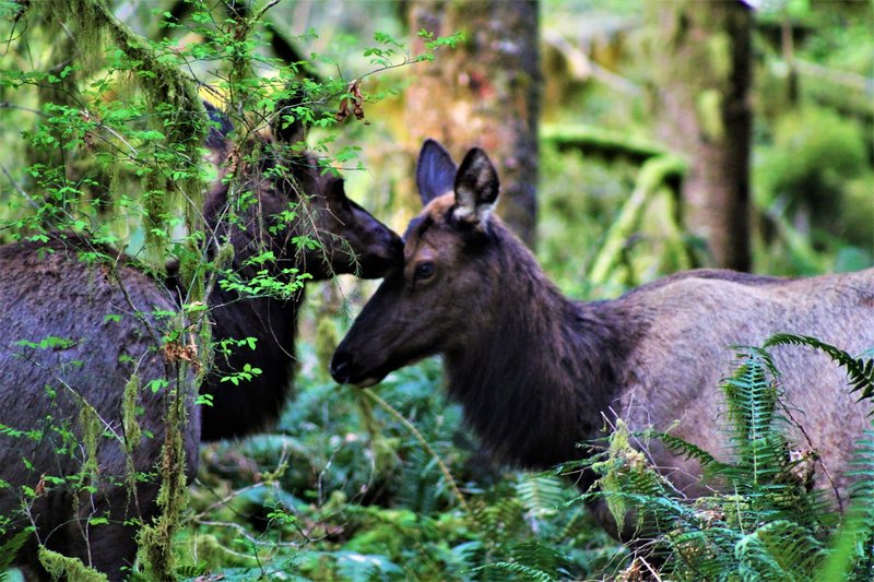 Elk along the Hoh River Trail