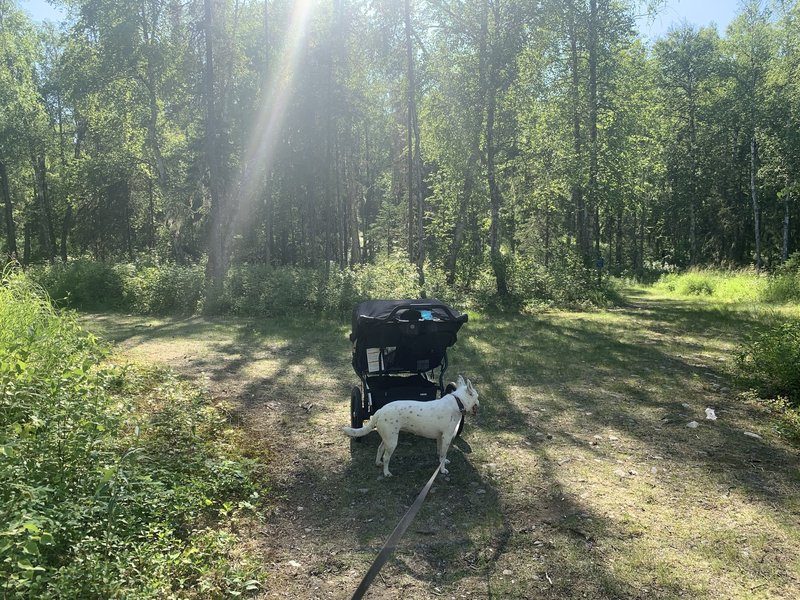 Intersecting trails about half way through. Double stroller and my blue healer on leash taking a jog with me.