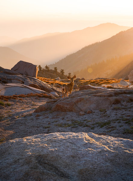 A deer watching me during a sunset at Lower Monarch Lake.