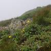 Alpine Meadow on Franconia Ridge Trail Loop near Mt. Lafayette Summit Fogged in July 3 2020