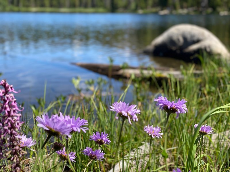 Flowers at Lost Lake