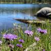 Flowers at Lost Lake