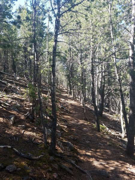 Hiking through a mostly canopied trail to the summit.