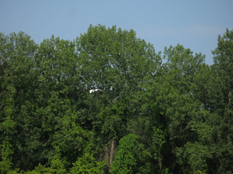 Egret