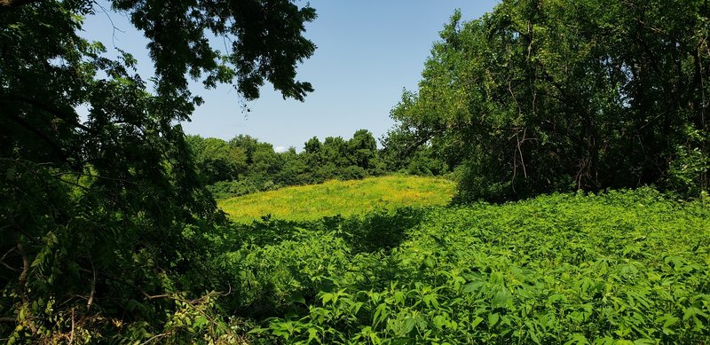 Wildflowers awaiting.