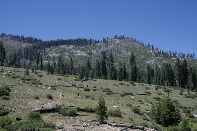 The trail moves through a burned out area. Views of the Illilouette Creek drainage can be enjoyed from this small hill.