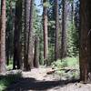 The trail moves through a wooded area before it meets up with the Mono Meadow Cutoff Trail.