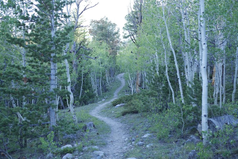 The trail meanders up the hillside through the shade of birch trees.