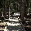 The trail continues on a boardwalk above the forest floor. Benches can be found along the trail where you can sit and enjoy the sounds of the forest around you.