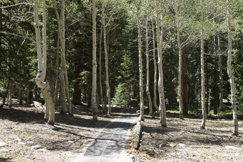 Instead of dirt trails, they have laid a mat like material on the trail to make it accessible for all to enjoy. Here the trail passes through some birch trees.