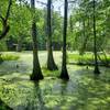 Merchants Millpond State Park