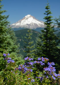 Hood dominates the vista.