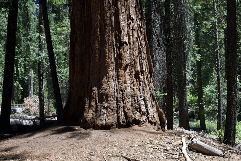 A Giant Sequoia tree sits off to the right hand side of the trail as it enters the Mariposa Grove of Giant Sequoias.