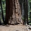 A Giant Sequoia tree sits off to the right hand side of the trail as it enters the Mariposa Grove of Giant Sequoias.