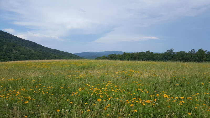 Mountain Meadow