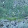 Four bucks feed in the trees along the edge of the meadow. Deer can be seen feeding in or around the meadows in the morning or evenings.