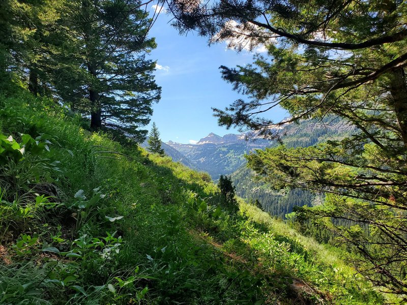 This is looking up Teton Canyon from the trail, but you can easily see how steep the hill is you are climbing on.