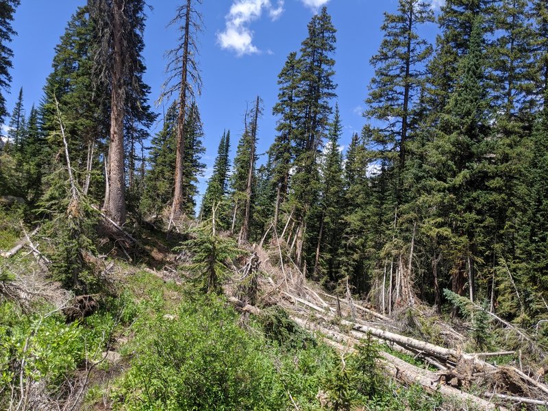 Avalance debris, fallen trees around 5 miles. This is from the eastern side looking west—a work-around has been stomped out to the left as you're heading west, to the right as you're heading east (goes along the south side of the debris).