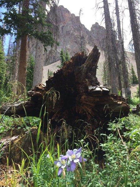 Columbines below a peak.