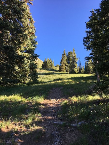 Trail opens up after the tree line at approximately 11,600 feet.